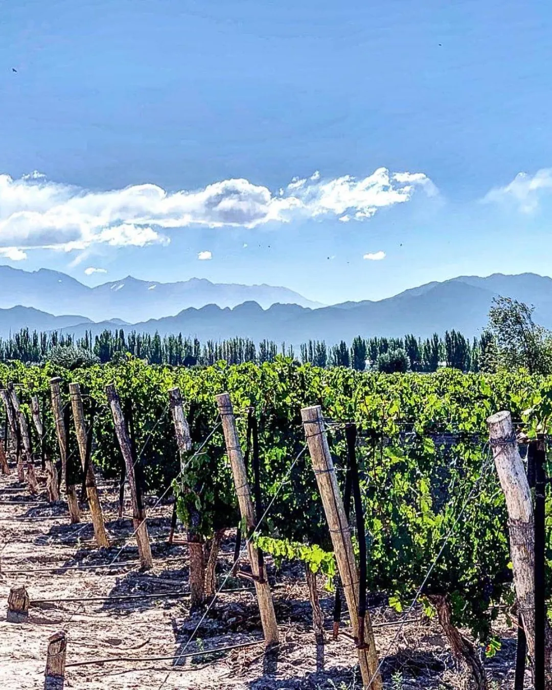 Camino del Vino en Mendoza