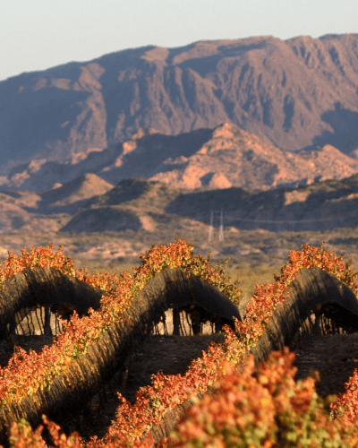 Excursión CAMINOS del VINO en Mendoza Capital