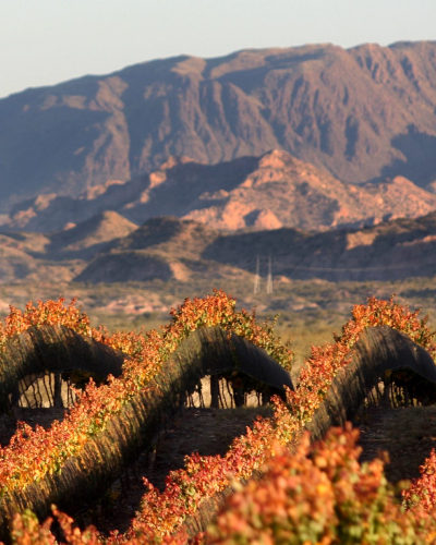 Imagen de Caminos del Vino MZA