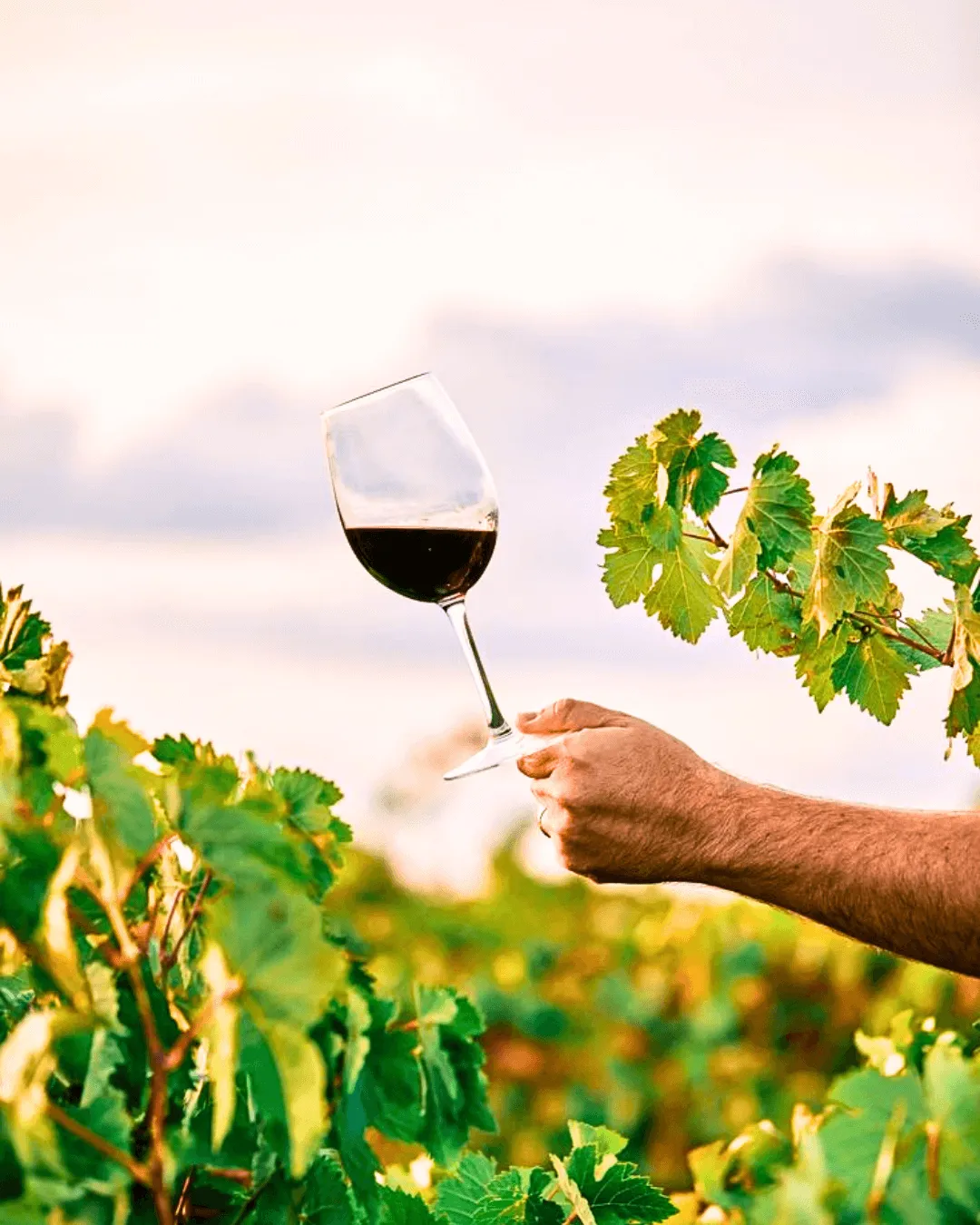 Turistas brindando en excursión de bodegas Valle de Uco