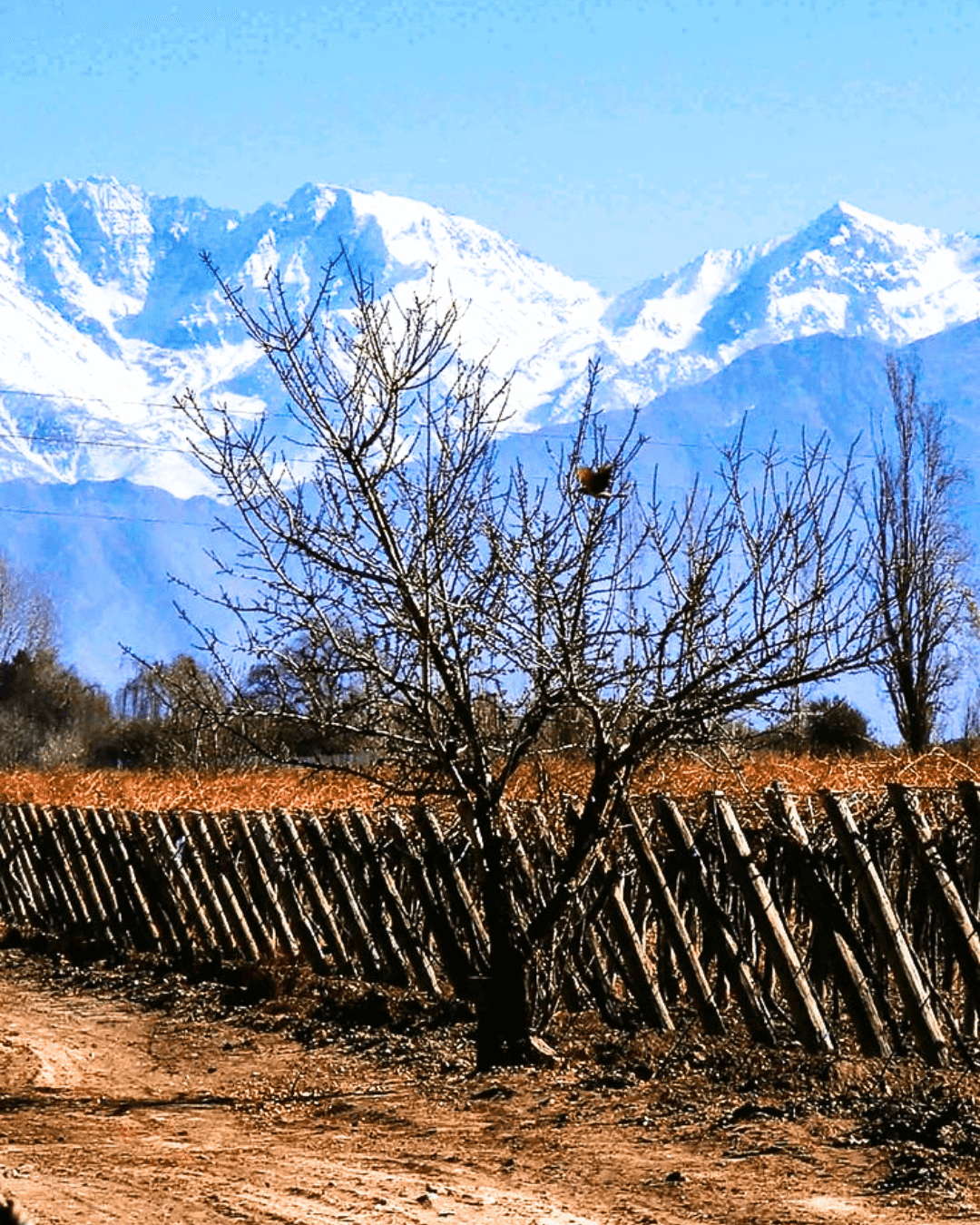 Valle de Uco en Invierno