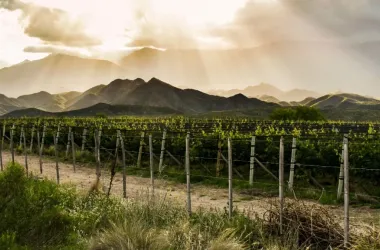 Viñedos en Luján de Cuyo, Mendoza.