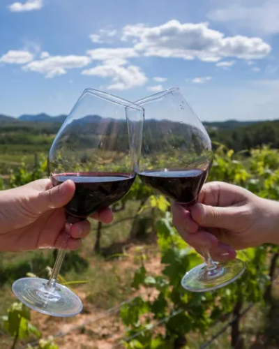 Excursión ruta del vino en Mendoza