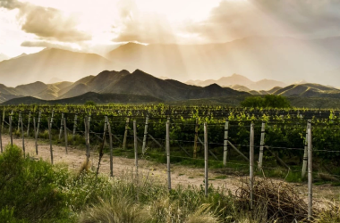 Viñedos en Luján de Cuyo, Mendoza.
